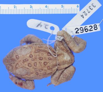Media type: image; Herpetology A-29628